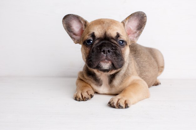 Kleine franse bulldog pup ligt