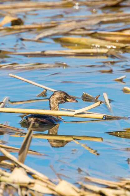 Kleine Futen in Water (Tachybaptus ruficollis)