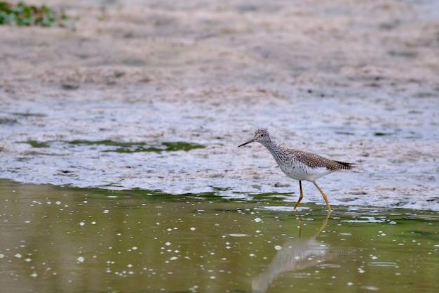 Kleine geelpootkreeftjes Tringa flavipes