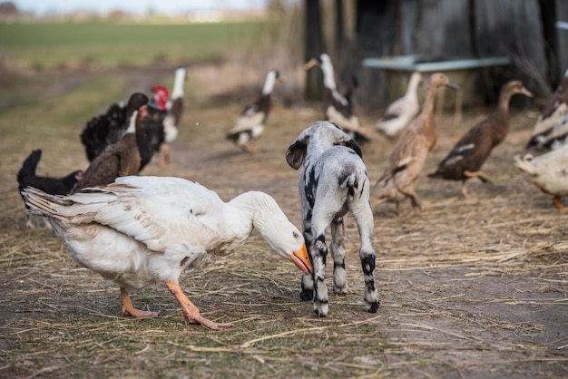 Kleine geit met witte gans buiten op het erf