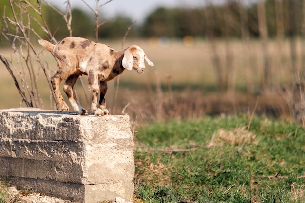 Kleine geitenbok staande op een betonnen blok en klaar om te springen