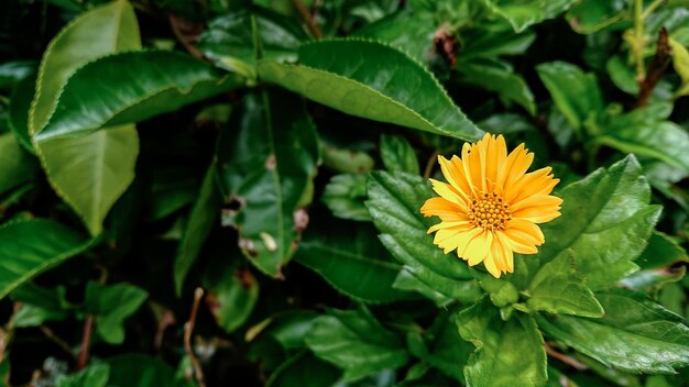 Foto kleine gele bloem in de tuin.