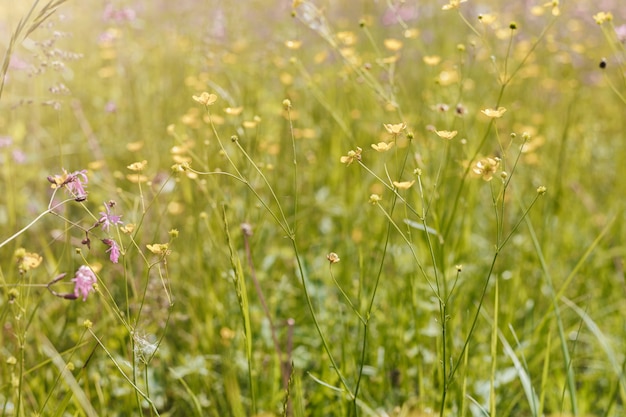 Kleine gele bloem. onscherpe achtergrond. natuurlijke achtergrond