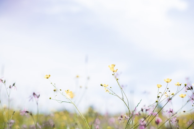 Kleine gele bloem op blauw