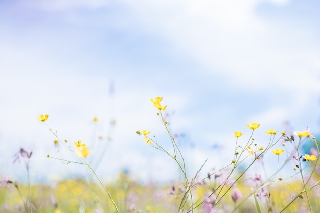 Kleine gele bloem op blauw