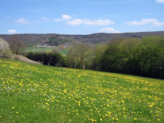 Kleine gele bloemen groeien op de hellingen van de heuvel in de weide