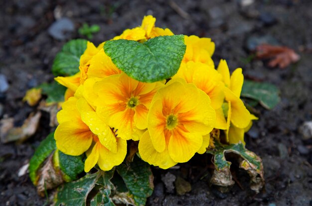 Kleine gele bloemen in het voorjaar. Een kleine bloemstruik in de tuin. In de regendruppels