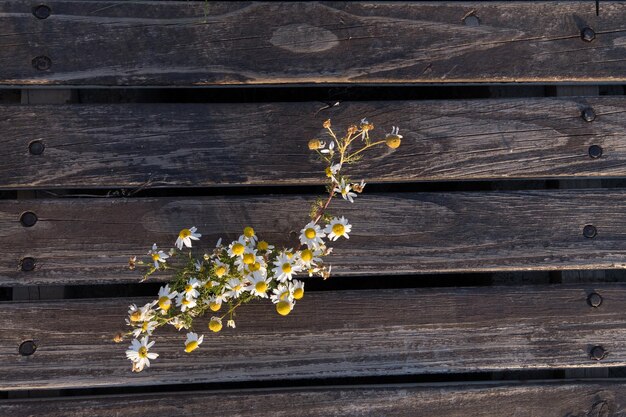 Kleine gele bloemen komen door een houten pier in El Calafate Santa Cruz Argentina