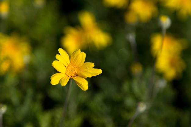 Kleine gele bloemen met groene bladeren