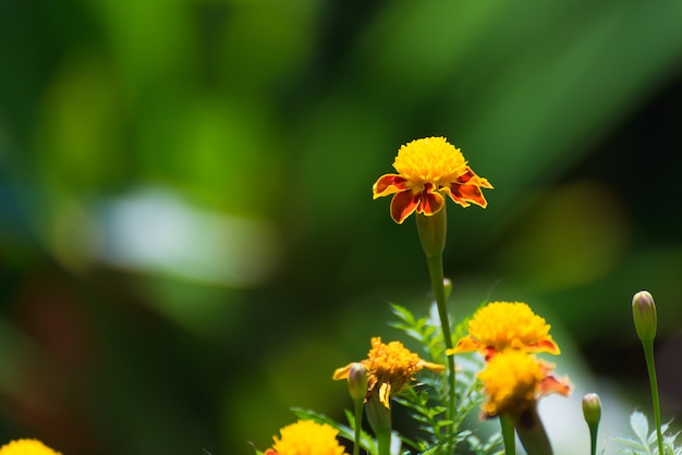 Kleine gele bloemen op groene scène.