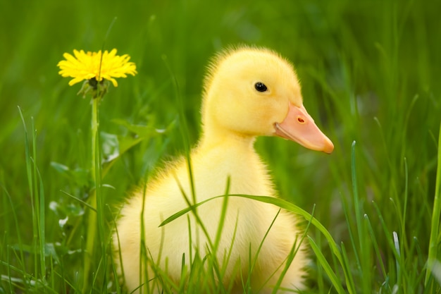 Kleine gele eendje op groen grasveld