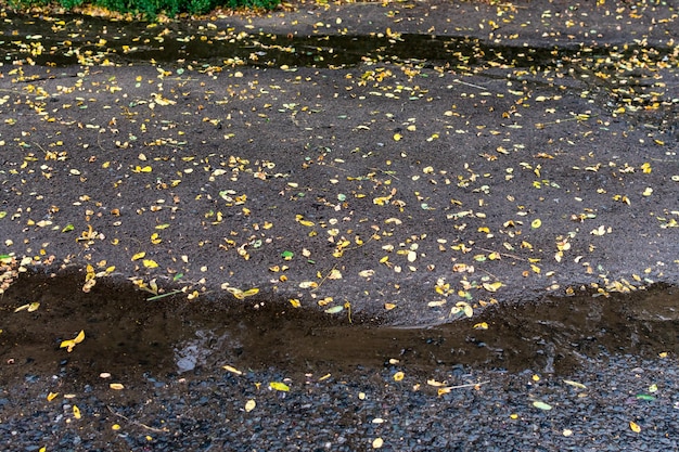 Kleine gele herfstbladeren bedekken het natte asfalt en plassen na regen