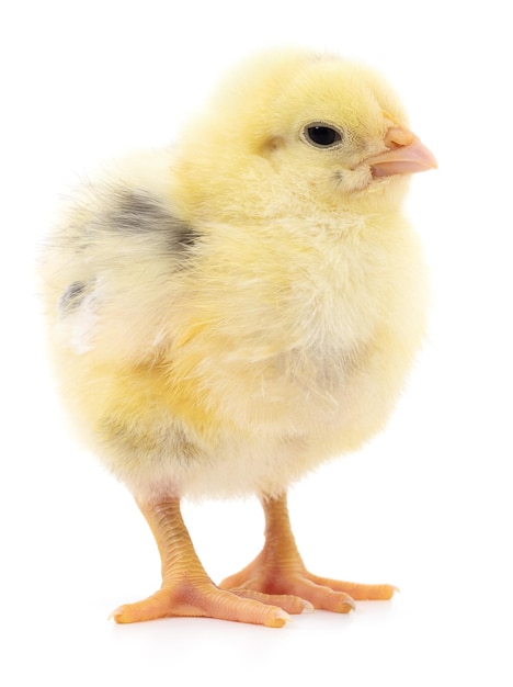 Kleine gele kip
