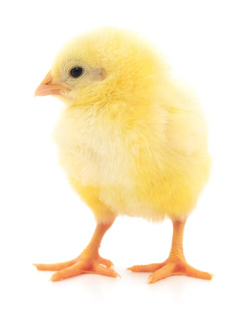 Kleine gele kip