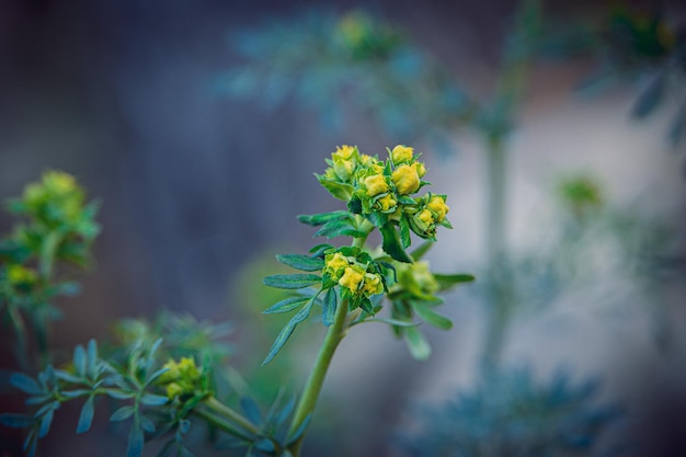 kleine gele lentebloem op een achtergrond van een groene tuin close-up