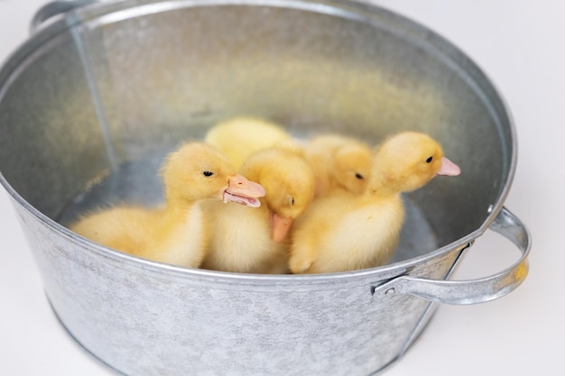 Foto kleine gele pluizige eendjes in een metalen kom op een witte achtergrond in de studio