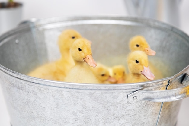 Kleine gele pluizige eendjes in een metalen kom op een witte achtergrond in de studio