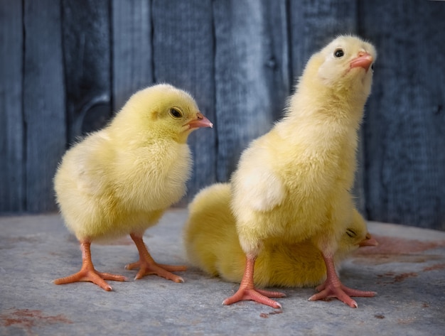 Kleine gele schattige babykuikens