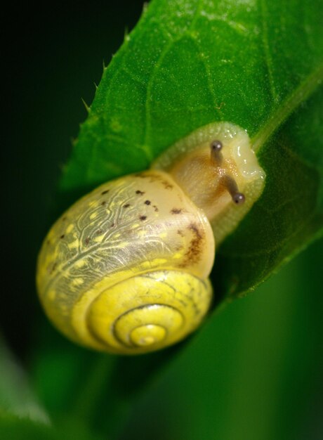 Kleine gele slak kruipend op groen blad in de tuin Slak in de natuur in het gras naast een rivier