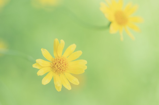 Kleine gele sterbloem in zachte focus