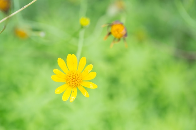 Kleine gele sterbloem in zachte focus