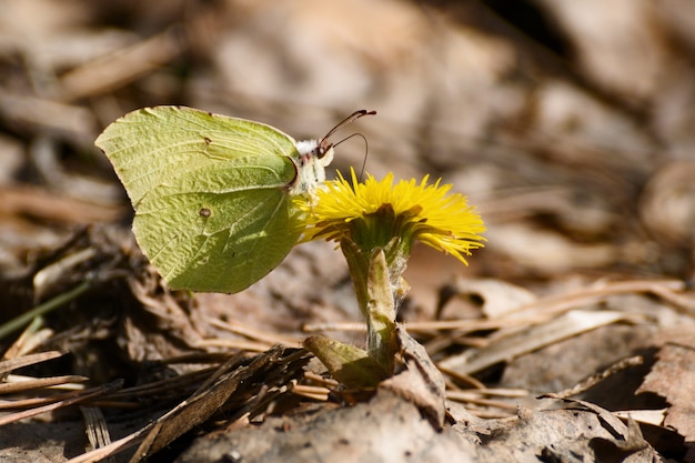 Kleine gele vlinder op gele bloem