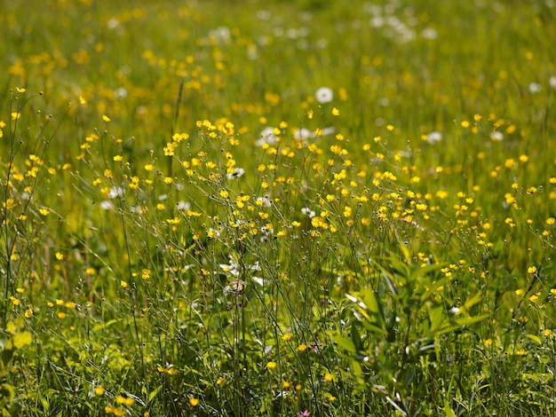 Kleine gele weidebloemen