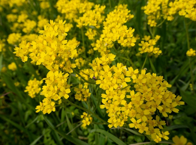 Kleine gele wilde bloemen close-up