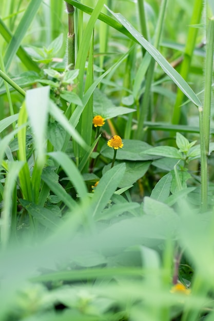 Kleine gele wilde bloemen in de jungle