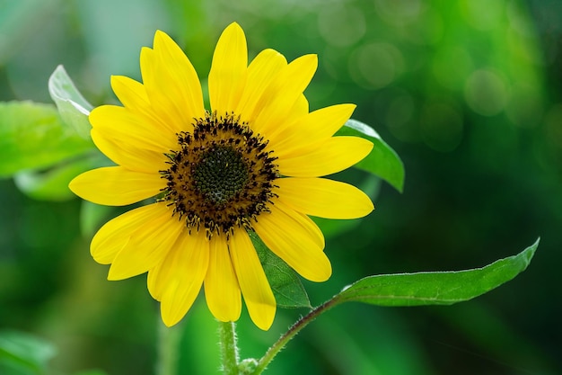 Kleine gele zonnebloemen bloeien vroeg in de ochtend in de tuin, voelen fris aan te midden van een wazige achtergrond van groene natuur