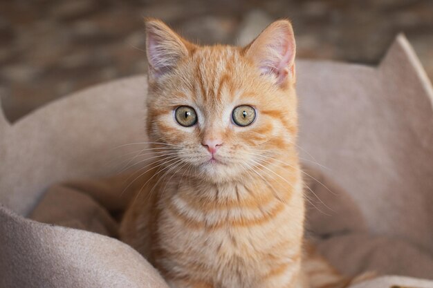 Kleine gemberkat zit in zijn bank