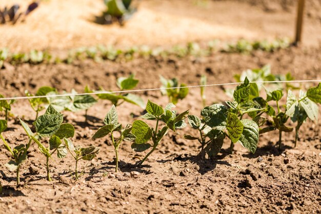 Kleine gemeenschappelijke moestuin in stedelijk gebied.