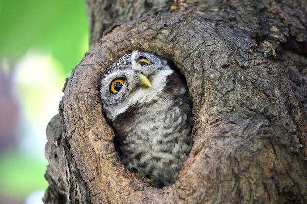 Kleine gevlekte uil in de holte van een boom Schattig dier