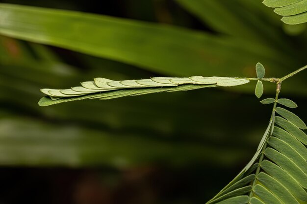 Kleine Gevoelige Plant