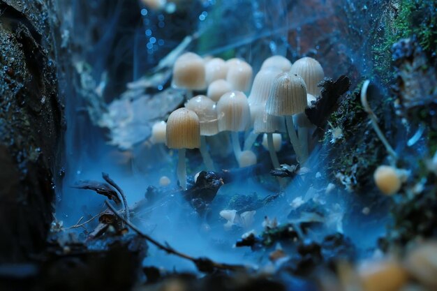 kleine giftige paddestoelen paddenstoelen groep psilocybine