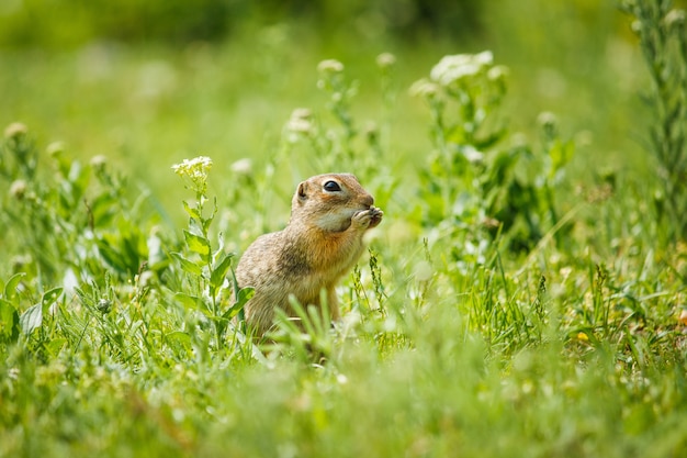 Kleine gopher zit in het groene gras en houdt voedsel in zijn poten.