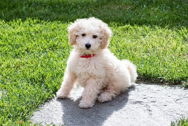 Kleine gouden speelgoed poedelpuppy in de tuin