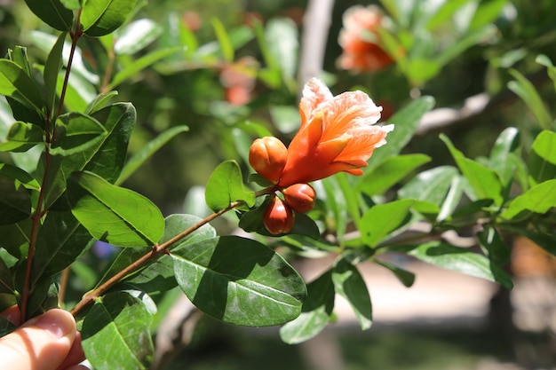 kleine granaatappel fruit en bloem achtergrond