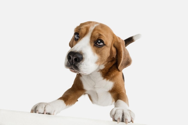 Kleine grappige hond Beagle poseren geïsoleerd over witte studio background