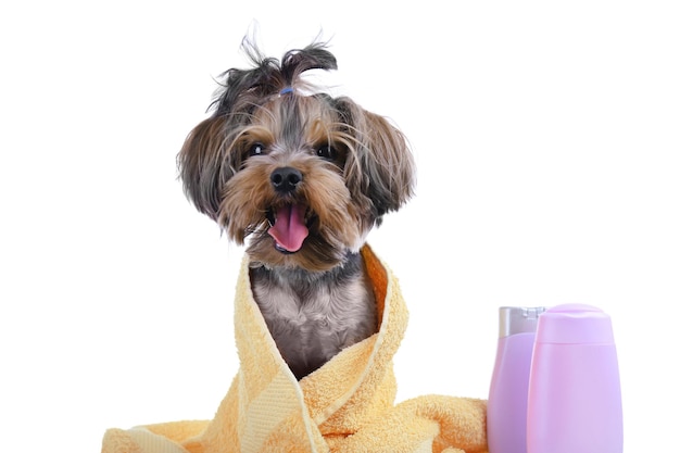 Kleine grappige hond met handdoek geïsoleerd op wit