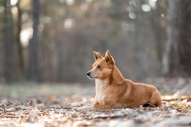 Kleine grappige hond tot in het dennenbos Portret van een rode hond