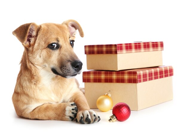 Kleine grappige schattige hond met geschenken en kerstspeelgoed, geïsoleerd op wit