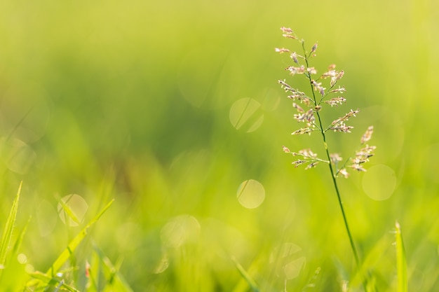 Kleine grasbloem met wazig natuurlijk licht bokeh in de ochtend