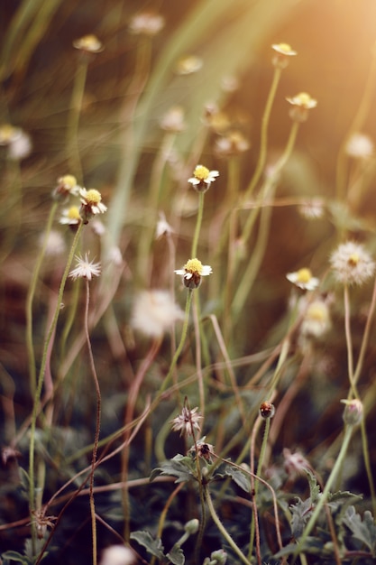 Kleine grasbloemen van droog gebied met natuurlijk licht