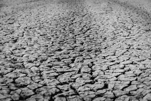 Kleine grasstruik. De kleine groene grasstruik duwt door de droge gebarsten grond.