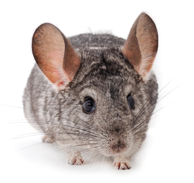 Kleine grijze chinchilla