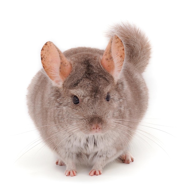 Kleine grijze chinchilla