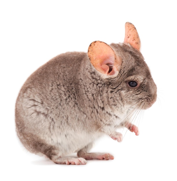 Kleine grijze chinchilla