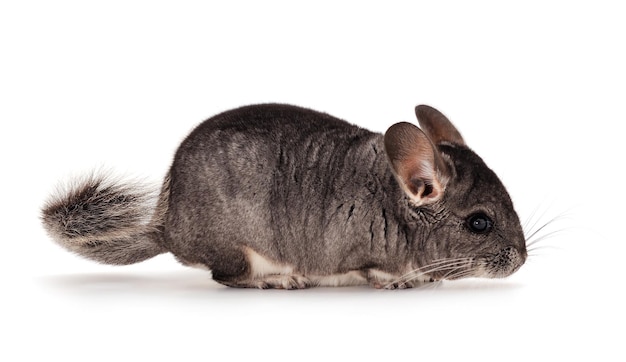 Foto kleine grijze chinchilla