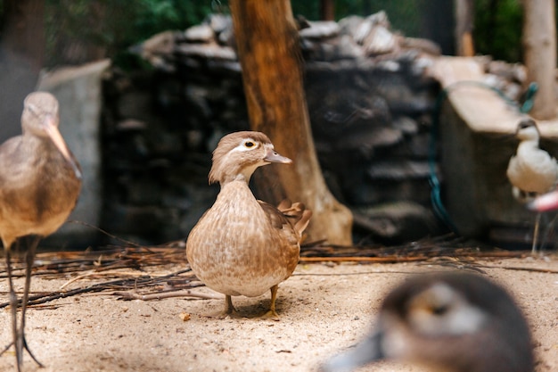 kleine grijze eend loopt op een boerderij